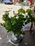 歐洲木繡球玫瑰花苗庭院花卉盆栽植物耐寒樹(shù)苗風(fēng)景樹(shù)大花無(wú)盡夏花 15cm盆 含盆 曬單實(shí)拍圖