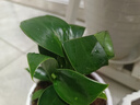【吸甲醛植物】大葉金鉆盆栽室內(nèi)綠植辦公室客廳四季常青水培好養(yǎng) 一盆金鉆+白豎陶瓷盆 一盆三顆【下單就送顆粒肥】 曬單實(shí)拍圖