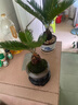詩甲鐵樹蘇鐵樹綠植盆栽小盆景室內(nèi)好養(yǎng)植物招財花卉節(jié)日送禮 小蘇鐵+飛碟盆+底座 曬單實拍圖