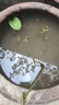 采緹（CAITI）食蚊魚 能生小魚的魚 滅蚊蟲工具魚 飼料魚 群游觀賞魚群游冷水魚 食蚊魚1-2cm左右10只+2只防損 曬單實(shí)拍圖