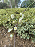 臘梅花臘梅樹(shù)苗樹(shù)樁盆景盆栽花卉素心梅冬季開(kāi)花耐寒庭院植物耐寒不含盆 臘梅5年壯苗（當年開(kāi)花） 曬單實(shí)拍圖