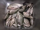 骉祥純正蝦粉釣魚(yú)南極磷蝦超濃腥餌料誘魚(yú)添加劑黑坑野釣鯽鯉魚(yú)餌e 蝦粉1瓶【500ml】 曬單實(shí)拍圖