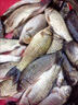 傳世達(dá)瓦官方日本進(jìn)口達(dá)瓦魚竿手竿十大旗艦品牌套裝輕量大物竿鰱鳙釣魚竿 3.6m 【5H28調(diào)綜合版】+竿稍+禮包 曬單實拍圖