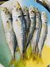 福建東山巴浪魚干淡曬花鳀魚干黃尾小魚干新鮮小咸魚海鮮干貨特產(chǎn) 500g (1斤) 曬單實拍圖