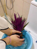 壹植紫露蘭盆栽無(wú)土水培植物高端花卉室內(nèi)花油畫(huà)婚禮吊蘭綠植四季好養(yǎng) 紫露蘭單發(fā)植物(不含花瓶)+營(yíng)養(yǎng)液 曬單實(shí)拍圖