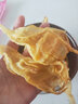 惠滋堂 北海公肚膠50頭陳年魚膠魚肚花膠魚肚魚鰾干貨月子 50g 曬單實拍圖