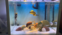 云舵魚缸背景紙畫水族箱造景裝飾壁紙缸底草缸貼紙藍白青漸變色可定制 藍白漸變 30*20厘米(長X高) 曬單實拍圖