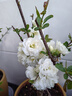 新品種海棠彩玉海棠花盆栽樹(shù)苗老樁陽(yáng)臺重瓣變色海棠花四季耐寒 彩玉海棠六年苗 曬單實(shí)拍圖