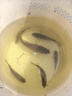 小許農(nóng)家花鰱魚苗活體可食用胖頭魚鰱鳙淡水養(yǎng)殖四大家魚黒鰱雄魚大頭魚苗 30條5-7厘米花鰱加10%防損 曬單實(shí)拍圖