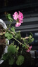 蝶之藝天竺葵盆栽花苗大花四季開(kāi)花不斷洋繡球苗室內陽(yáng)臺庭院好養花卉 天竺葵粉色 原土發(fā)貨 曬單實(shí)拍圖