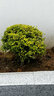 嫻雅亮晶女貞棒棒糖多頭造型樹(shù)別墅庭院花鏡植物盆栽造景綠植四季常青 小葉女球貞（冠幅50cm） 曬單實(shí)拍圖