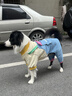 MIKI PAD狗狗衣服中大型犬春秋款柴犬金毛邊牧拉布拉多狗狗四腳衣大狗衣服 多巴胺撞色背帶褲 5XL背長60cm（參考體重45-55斤） 曬單實拍圖