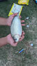 客友釣具客友臺釣子線(xiàn)雙鉤魚(yú)鉤綁好魚(yú)鉤鯽魚(yú)鉤袖鉤有刺漁具釣魚(yú)配件 35cm【伊勢尼3#線(xiàn)1.2】6付雙鉤 曬單實(shí)拍圖