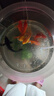 中國紅冷水淡水觀賞魚錦鯉魚活魚金魚小型好養(yǎng)紅鯉魚純種小錦鯉 10-12cm長紅金3條 曬單實(shí)拍圖