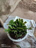 嫁接老漢蟹爪蘭苗新品種帶花苞盆栽陽(yáng)臺植物四季多色花卉 12水粉8顆 不含盆 曬單實(shí)拍圖