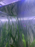 云峰海瑞 熱帶魚(yú) 觀(guān)賞魚(yú)燈科魚(yú) 觀(guān)賞魚(yú)小型淡水魚(yú)草缸群游 熱帶魚(yú)活體 紅綠燈1-1.2cm  8+2備損 共10條 曬單實(shí)拍圖