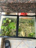 瘋狂水草浮萍水草養(yǎng)魚水草凈化水質魚缸造景一葉蓮水芙蓉植物直接入缸 經典套餐 曬單實拍圖