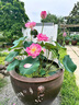 重瓣荷花盆栽水養花卉池塘水培植物大型觀(guān)賞蓮花種藕苗濃香四季開(kāi) 艷紅/3顆裝精選種苗 裸根不帶土 曬單實(shí)拍圖