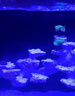 捷寶Jebao捷寶dmp魚缸造浪泵缸外供電海缸智能沖浪泵底吹環(huán)流變頻藍牙 30W【缸外供電+干濕分離】100-150CM魚缸 曬單實拍圖
