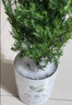放青松霧松樹植物盆栽書房景觀吸甲醛辦公室桌面綠植創(chuàng)意送禮物 青松標(biāo)準(zhǔn)款 曬單實拍圖