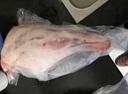 詠華春內(nèi)蒙古散養(yǎng)蘇尼特羊羔羊新鮮宰殺羔羊后腿肉宰殺急凍發(fā)貨羊腿肉 整只羊后腿15斤（烤羊腿） 曬單實(shí)拍圖