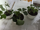臨雅草莓苗盆栽原土發(fā)貨可結(jié)果丹東99紅顏奶油草莓苗陽臺盆栽 【紅顏】草莓苗3盆-帶盆高約10cm 曬單實(shí)拍圖