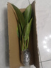 護花儂金鉆大葉盆栽綠植大型花卉室內植物四季常青 金鉆一棵(25-30厘米) 不含盆 曬單實(shí)拍圖