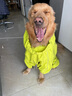 MOEPIE狗狗雨衣金毛邊牧拉布拉多中大型犬雨衣2025全包四腳透氣雨衣 綠色 5XL（推薦100-120斤） 曬單實拍圖