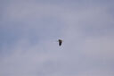 尼康/Nikon  AF-P 70-300 f/4.5-6.3G VR 遠攝長焦單反鏡頭 二手鏡頭 AF-S 70-300 f/4.5-5.6G VR 99成新 曬單實拍圖