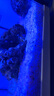 瘋狂石頭魚(yú)缸造景底砂烏龜缸裝飾天然河沙水族箱專(zhuān)用溪流水晶底沙 水晶砂【5斤裝】已清洗，適合懶人造景 曬單實(shí)拍圖
