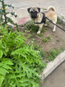 阿拉丁神獸狗繩牽引繩狗狗胸背帶背心式狗鏈遛狗大型犬拉布拉多邊牧金毛小狗 防爆沖胸背帶+牽狗繩【黑色】 M碼【建議18-40斤】 曬單實拍圖