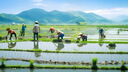 黃華占 稻谷種子稻種 常規(guī)水稻 米質(zhì)優(yōu)產(chǎn)量高 兩斤裝 套餐一 曬單實(shí)拍圖