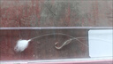 川澤新關(guān)東鰱鳙棉花鉤彈簧子線雙鉤釣組魚(yú)鉤綁好成品套裝專用大物魚(yú)鉤 65cm有刺新關(guān)東6#線號(hào)5.0號(hào) 【鰱鳙彈簧棉花雙鉤套裝】 曬單實(shí)拍圖