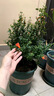 石榴花盆栽果樹苗帶果觀賞可食用室內(nèi)陽臺四季開綠植盆景花卉旺宅 中國復(fù)古風(fēng)盆+石榴花30-40cm高 含盆 曬單實拍圖