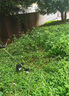 智匯電動(dòng)割草機(jī)充電式大功率除草機(jī)打草機(jī)無(wú)刷鋰電池農(nóng)用家用割灌機(jī) 無(wú)刷大功率割草機(jī)【10節(jié)電芯】 續(xù)航持久【兩電一充】全新升級(jí) 曬單實(shí)拍圖