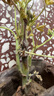 驅(qū)蚊草天然驅(qū)蚊蟲植物室內(nèi)防蚊香驅(qū)蚊子綠植花卉香葉夏季開花盆栽 驅(qū)蚊草不帶盆 曬單實拍圖