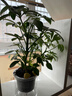 鴨腳木盆栽綠蘿籮花卉植物室內(nèi)花水培綠植多肉好養(yǎng)發(fā)財(cái)樹(shù)吸除甲醛 鴨腳木25-30cm+早安盆+營(yíng)養(yǎng)液 含盆 曬單實(shí)拍圖