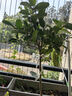 雙盟香水檸檬樹(shù)大型綠植盆栽客廳辦公室喬遷1.4-1.5m帶花帶果源頭直發(fā) 曬單實(shí)拍圖