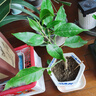 臨雅白蘭花盆栽玉蘭花樹(shù)苗帶花苞黃角蘭室內庭院濃香花卉四季開(kāi)花植物 【白蘭花苗】30-40cm左右 曬單實(shí)拍圖