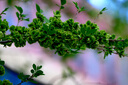 富士（FUJIFILM） XF70-300mmF4-5.6 R LM OIS WR 中長(cháng)焦變焦鏡頭 全天候鏡身 全新海外版 官方標配 香港倉直發(fā) 曬單實(shí)拍圖