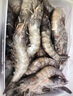 鮮京采 原裝進口厄瓜多爾白蝦 去冰凈重3.3斤 大號50-60規(guī)格 82-99只/盒 曬單實拍圖