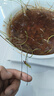 水培荷花蓮子碗養(yǎng)花卉室內(nèi)好養(yǎng)四季開花種子籽水養(yǎng)盆栽客廳睡蓮 混色蓮子50粒【已開口】成活率高 曬單實拍圖