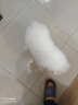 本秋薩摩耶犬幼犬寵物狗活體 純種雙血統(tǒng)薩摩熊版狼版 薩摩耶狗子幼崽 血統(tǒng)級 母 曬單實(shí)拍圖