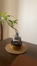 八芽發(fā)財樹(shù)小盆栽花卉水培植物客廳桌面綠植室內四季招財樹(shù)辦公室好養 雙桿發(fā)財樹(shù)-槍灰瓶-紫砂托-圓托 含盆 曬單實(shí)拍圖