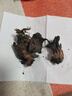 】四季開花濃香芍藥大花重瓣耐寒耐熱驅(qū)蚊蟲室內(nèi)外養(yǎng)不死花卉夏季 混色裝超值火爆四季濃香 精品3芽10-13朵花 曬單實(shí)拍圖