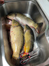 達(dá)瓦本川進(jìn)口高碳魚竿手竿超輕超硬十大臺(tái)釣魚竿鯽鯉魚竿輕量綜合竿大物竿 6.3m 5H28調(diào)綜合版+原裝竿稍 曬單實(shí)拍圖