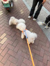 ARKIKA狗狗胸背牽引繩小型犬約克夏馬爾濟斯泰迪項圈背心式外出遛狗繩子 胸背【晶石紫】 xs碼（2-4斤貓犬）胸圍27-31cm 曬單實(shí)拍圖
