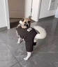 寵城狗狗衣服秋冬可愛(ài)四腳衣加絨保暖可牽引中小型犬博美泰迪比熊冬季 棕色小熊【可牽引加絨厚】 S（建議體重3-5斤） 曬單實(shí)拍圖