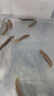 野生100只純大連海參孕婦放心吃干貨淡干海刺參 20只黑刺王（3-4厘米） 深海淡干海參 曬單實(shí)拍圖