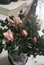 四季開花 西洋杜鵑花苗盆栽室內(nèi)庭院植物紫杜娟花樹映山紅帶花苞 紅杜鵑四5年苗（帶花苞） 帶加侖盆 曬單實(shí)拍圖